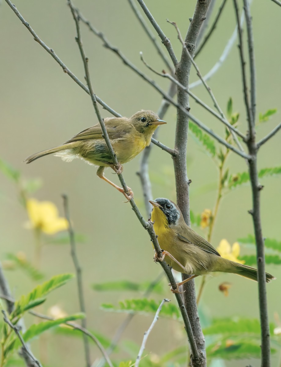 Common Yellowthroat - ML641148562