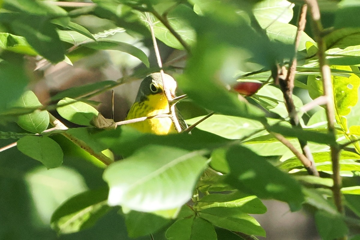 Canada Warbler - ML641148563