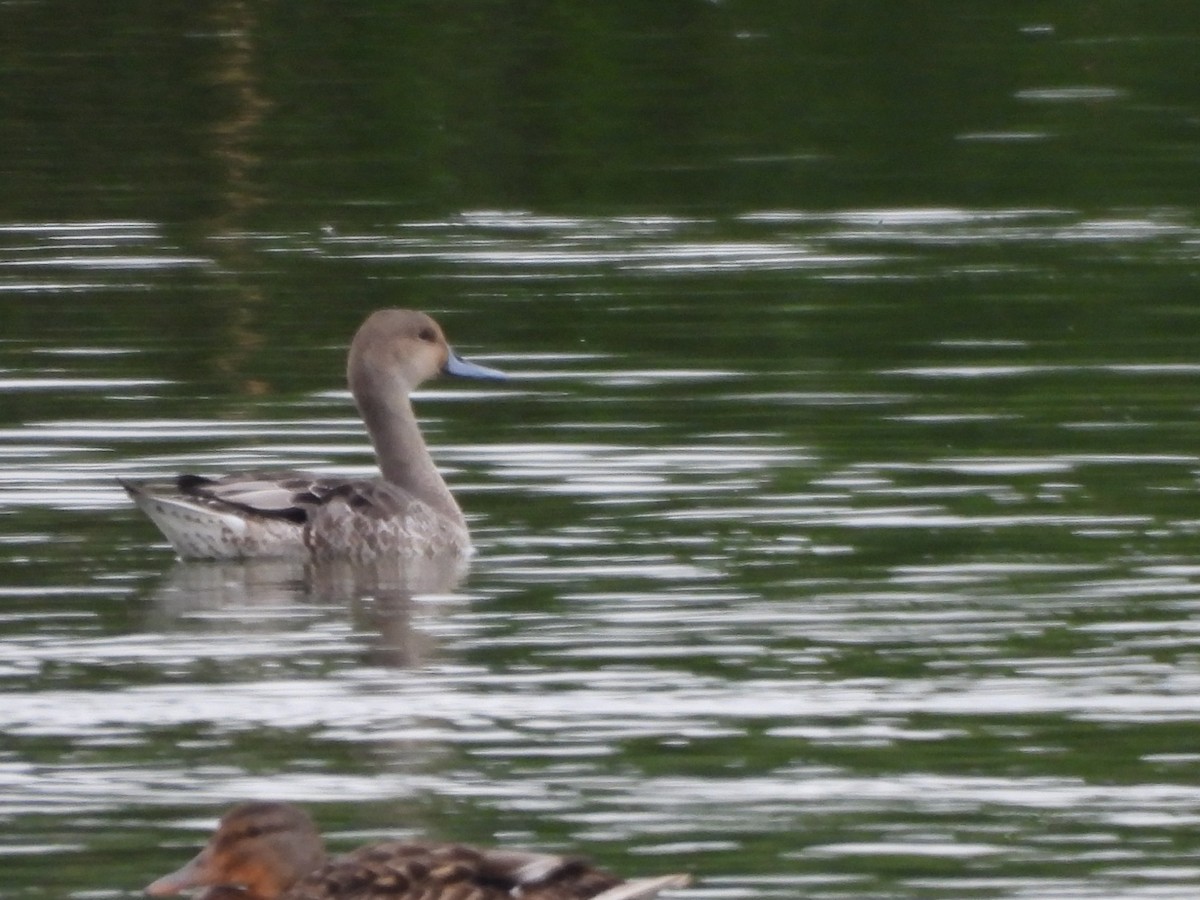 Northern Pintail - ML641148582