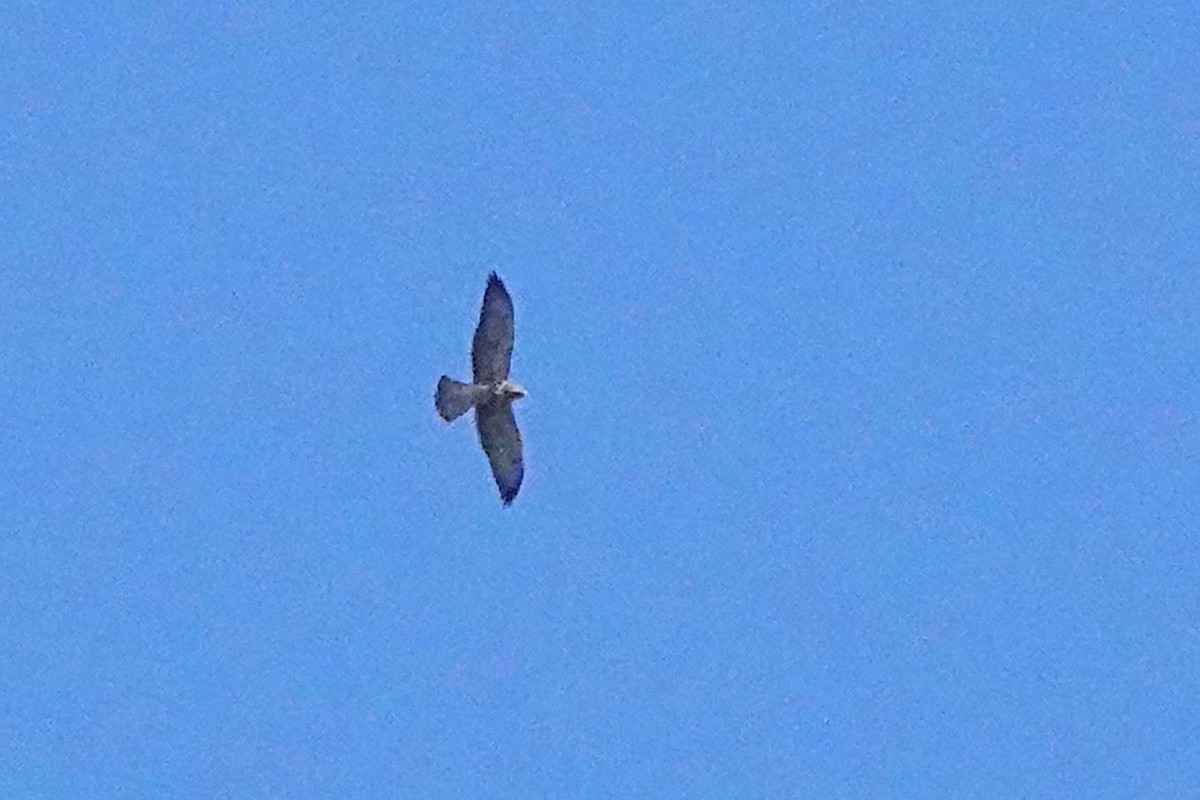 Swainson's Hawk - ML641148585