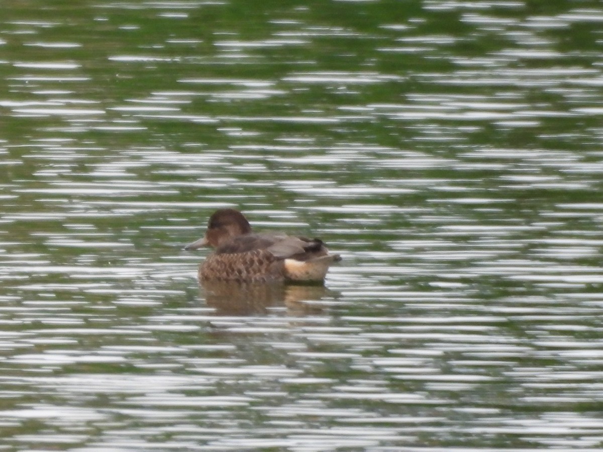 Green-winged Teal - ML641148586