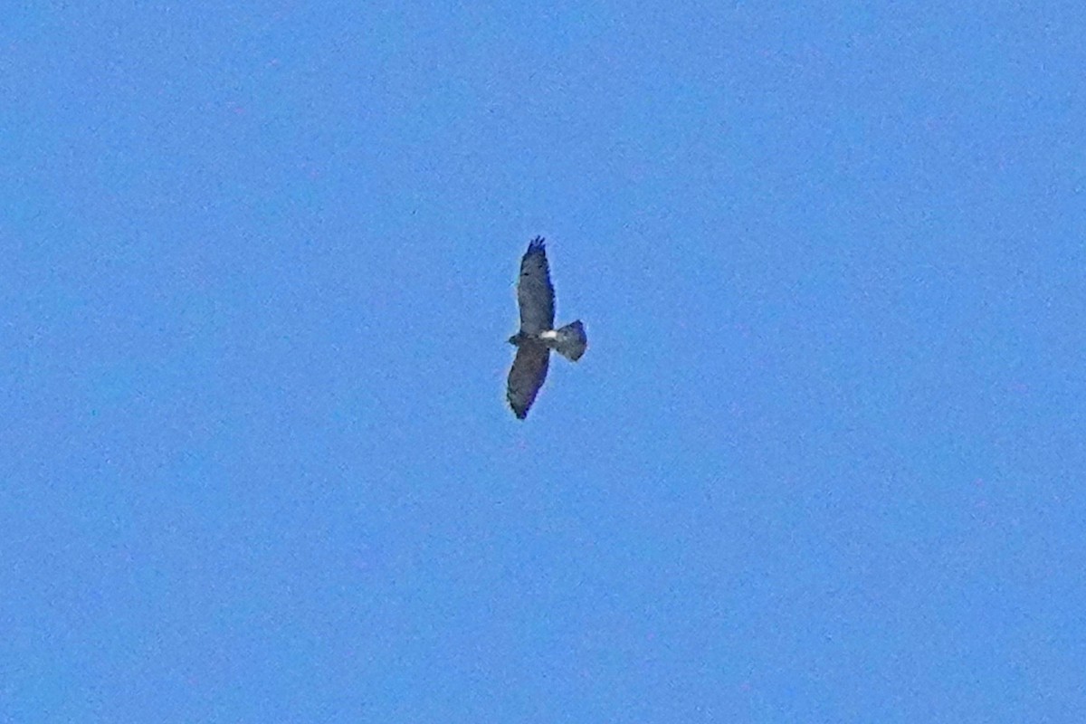 Swainson's Hawk - ML641148588