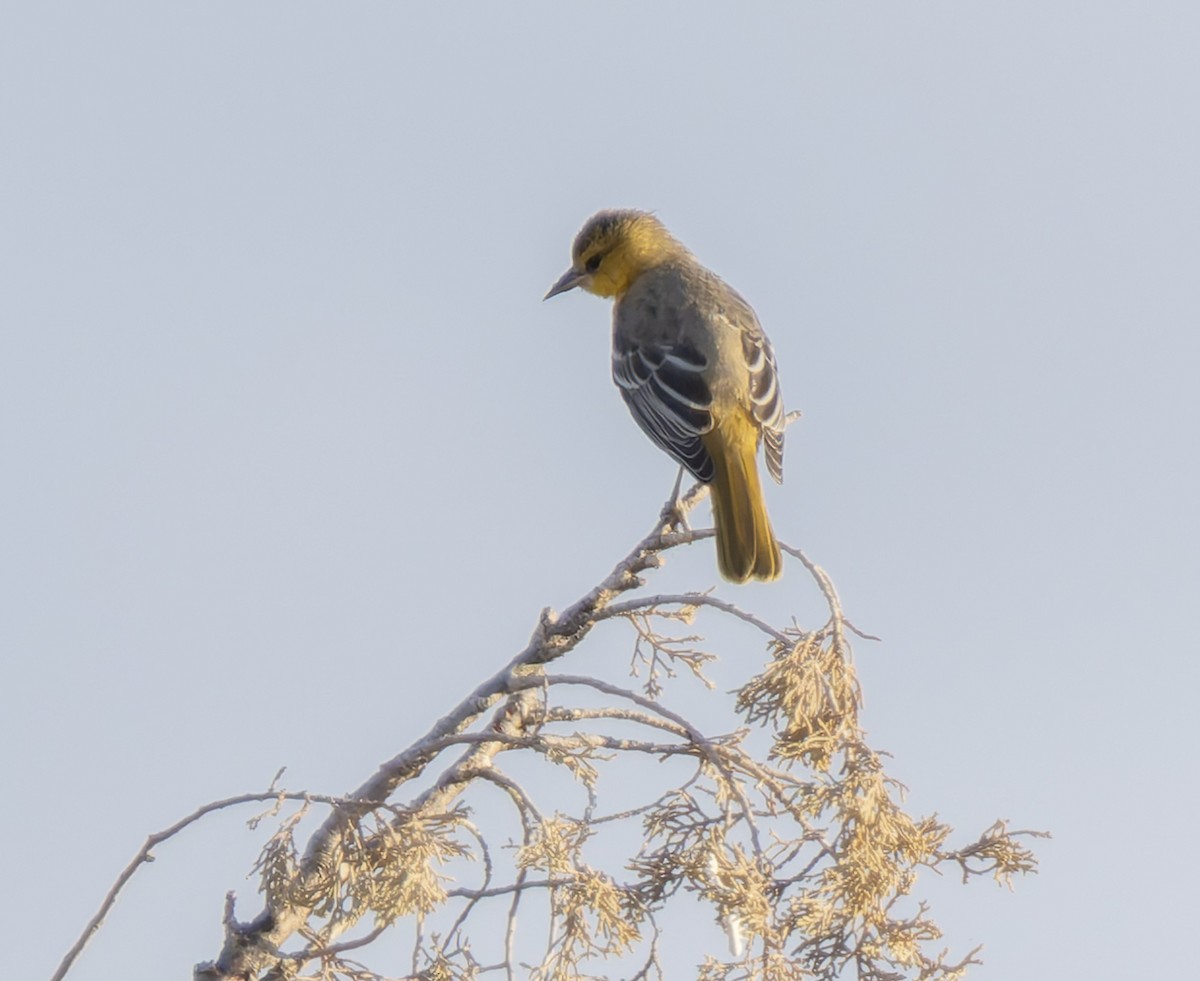 new world oriole sp. - ML641148601