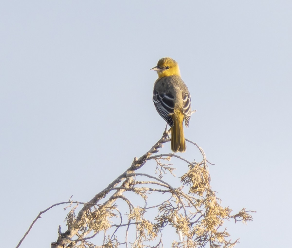 new world oriole sp. - ML641148602