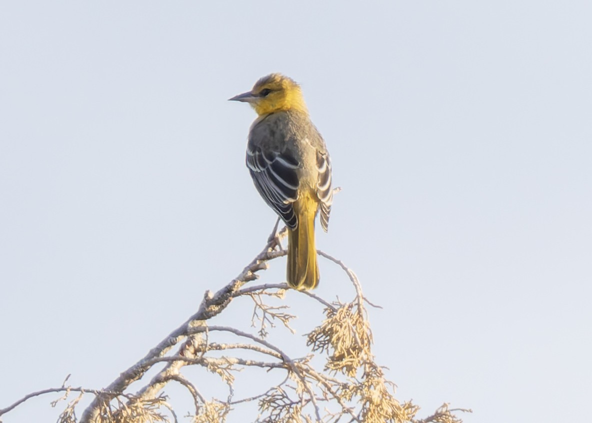 new world oriole sp. - ML641148603