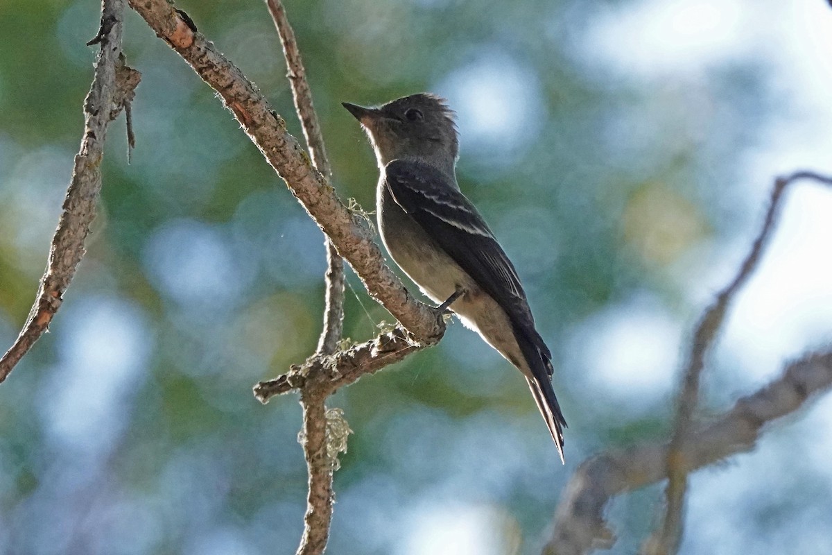 Western Wood-Pewee - ML641148637