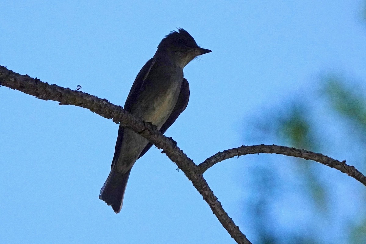 Western Wood-Pewee - ML641148638