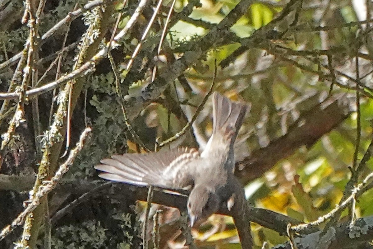 Western Wood-Pewee - ML641148639