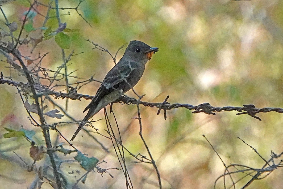 Western Wood-Pewee - ML641148640