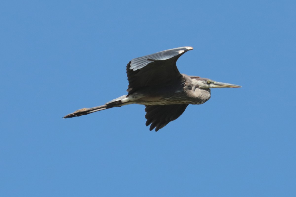 Great Blue Heron - ML641148643