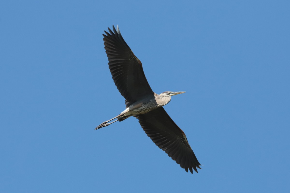 Great Blue Heron - ML641148644