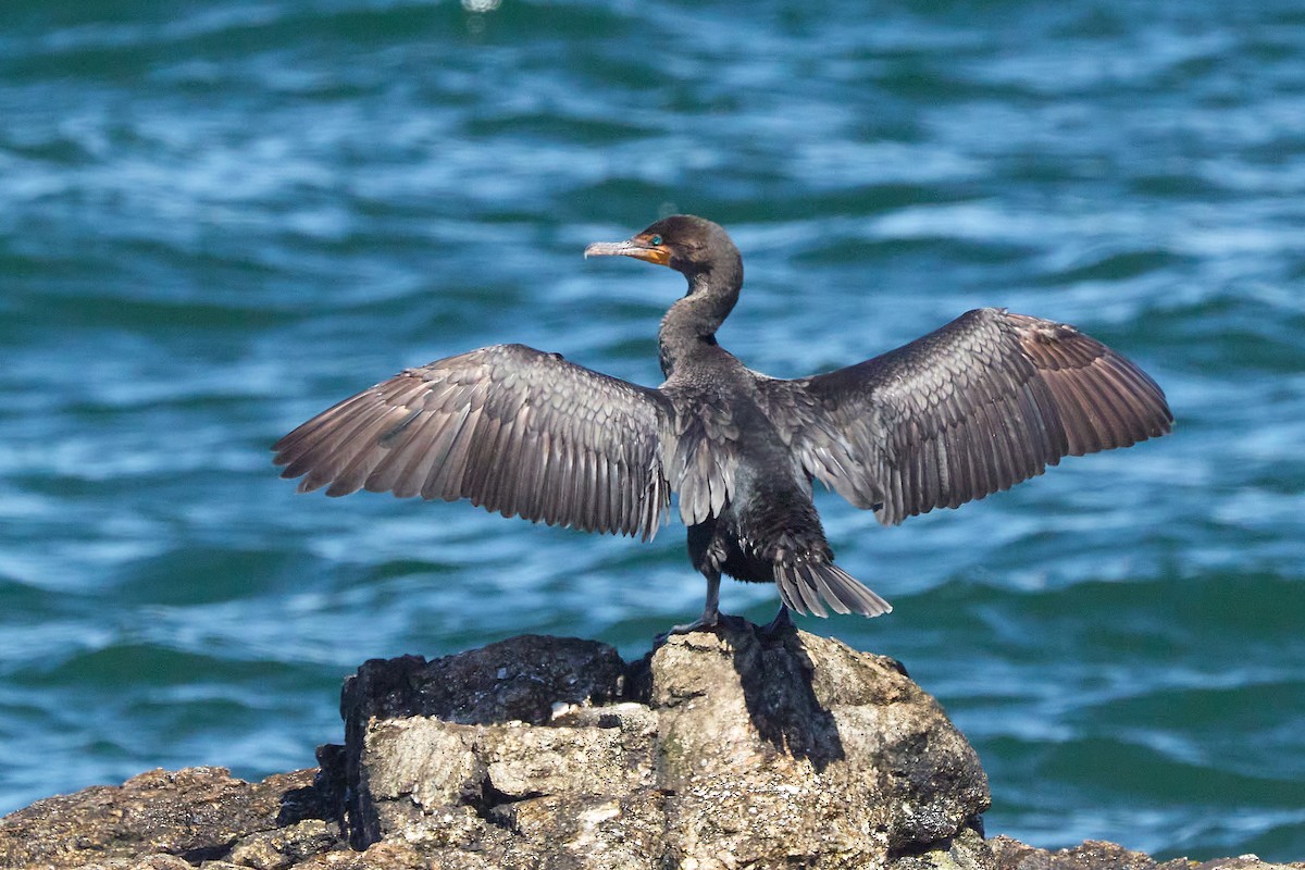 Double-crested Cormorant - ML641148650