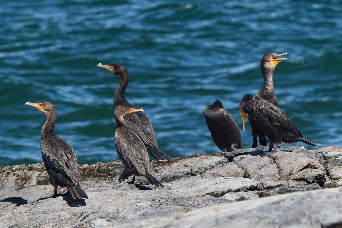 Double-crested Cormorant - ML641148657
