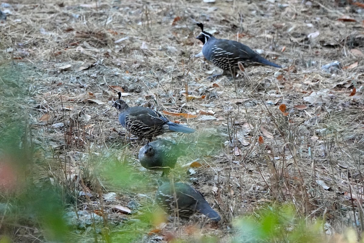 křepel kalifornský - ML641148666
