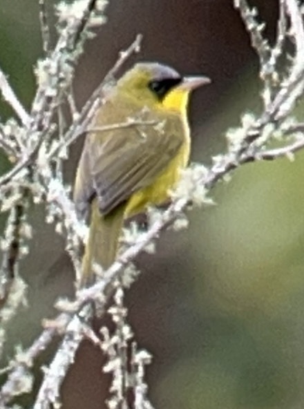 Black-lored Yellowthroat - ML641148668