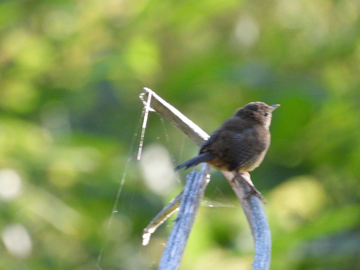 Northern House Wren - ML641148674