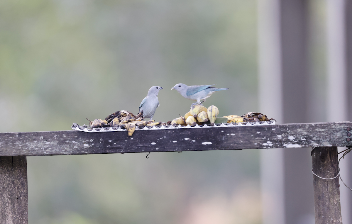 Sayaca Tanager - ML641148686