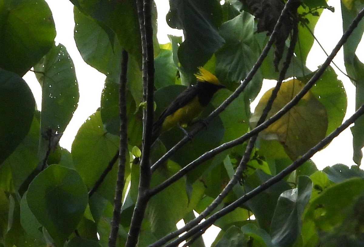 Sultan Tit - ML641148689