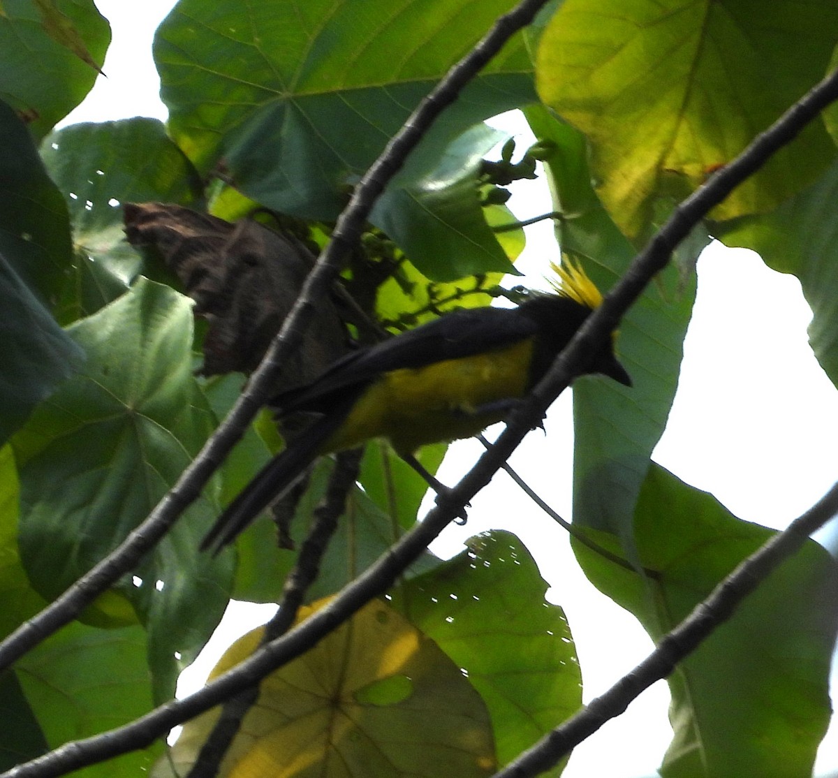 Sultan Tit - ML641148691