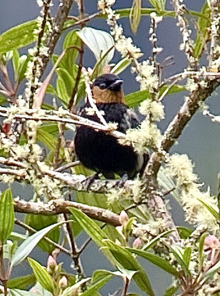 Silvery Tanager - ML641148699