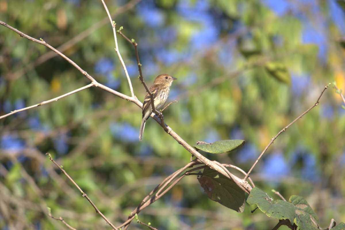 Bran-colored Flycatcher - ML641148700