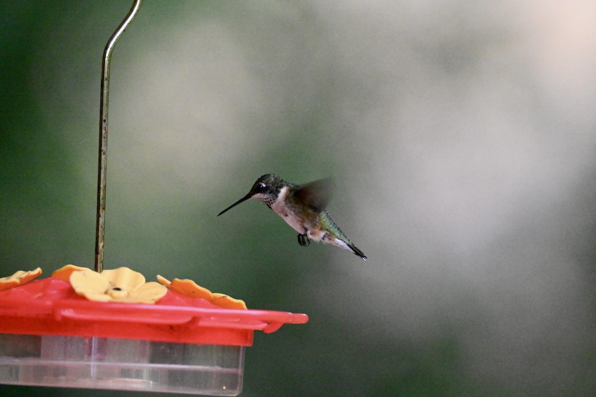 Ruby-throated Hummingbird - ML641148719
