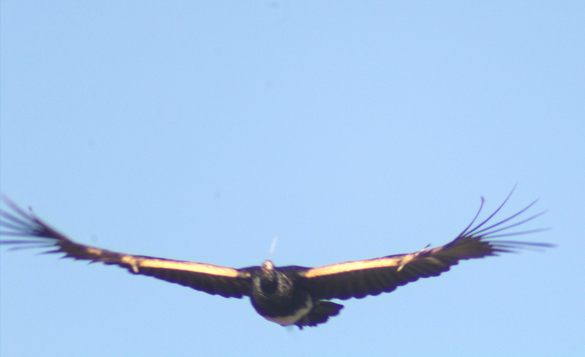 Horned Screamer - ML641148727