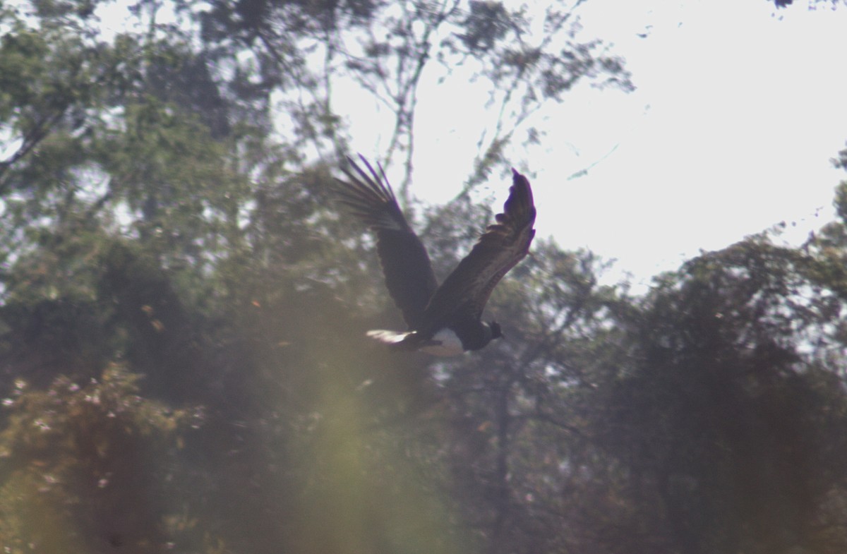 Horned Screamer - ML641148728