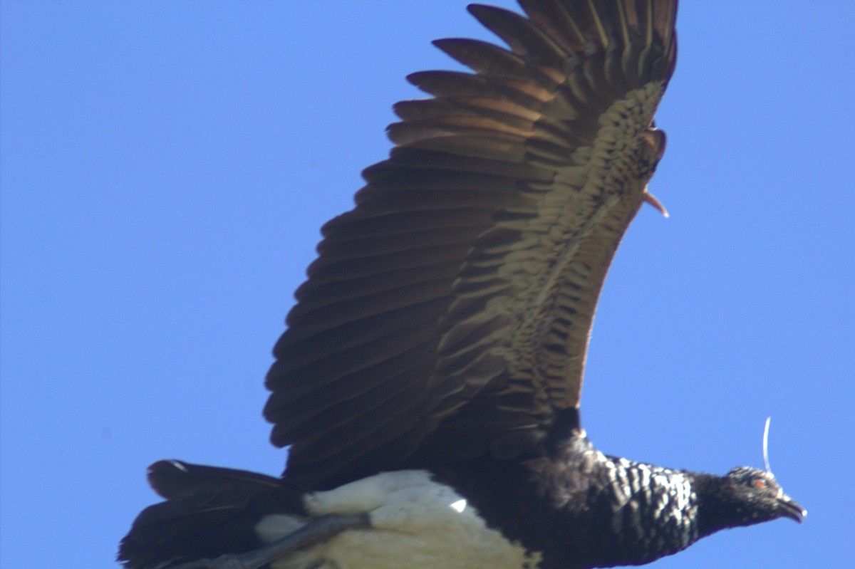 Horned Screamer - ML641148733
