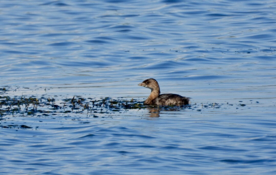 Pied-billed Grebe - ML641148737