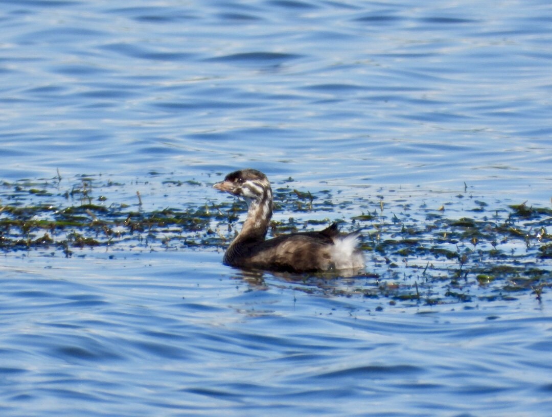 Pied-billed Grebe - ML641148739