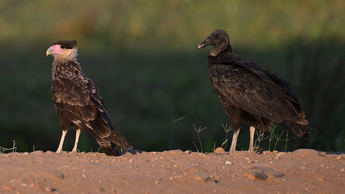 Crested Caracara (Southern) - ML641148743