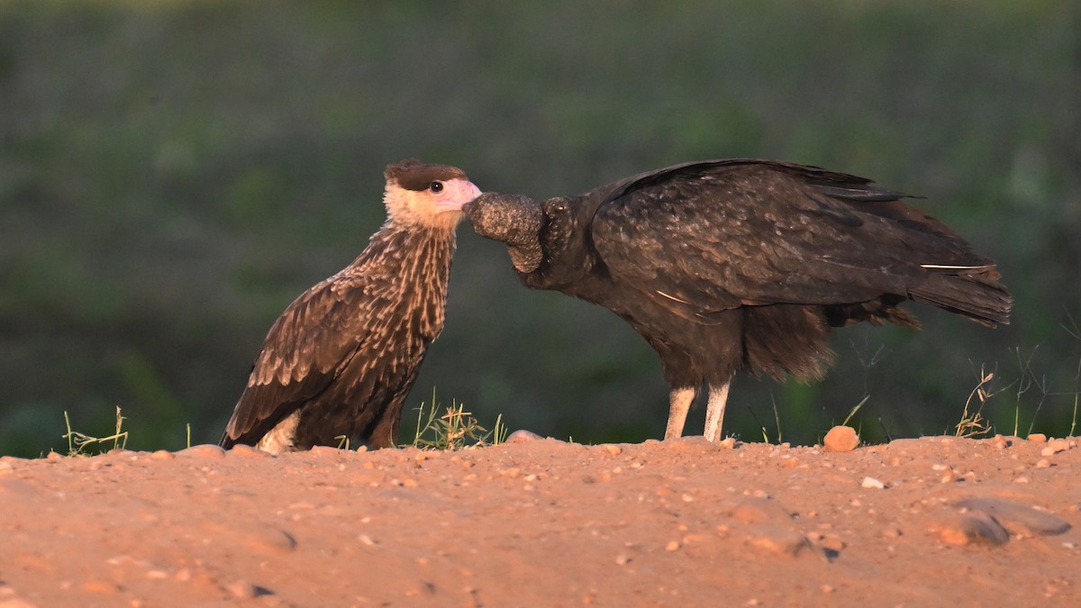 Crested Caracara (Southern) - ML641148747