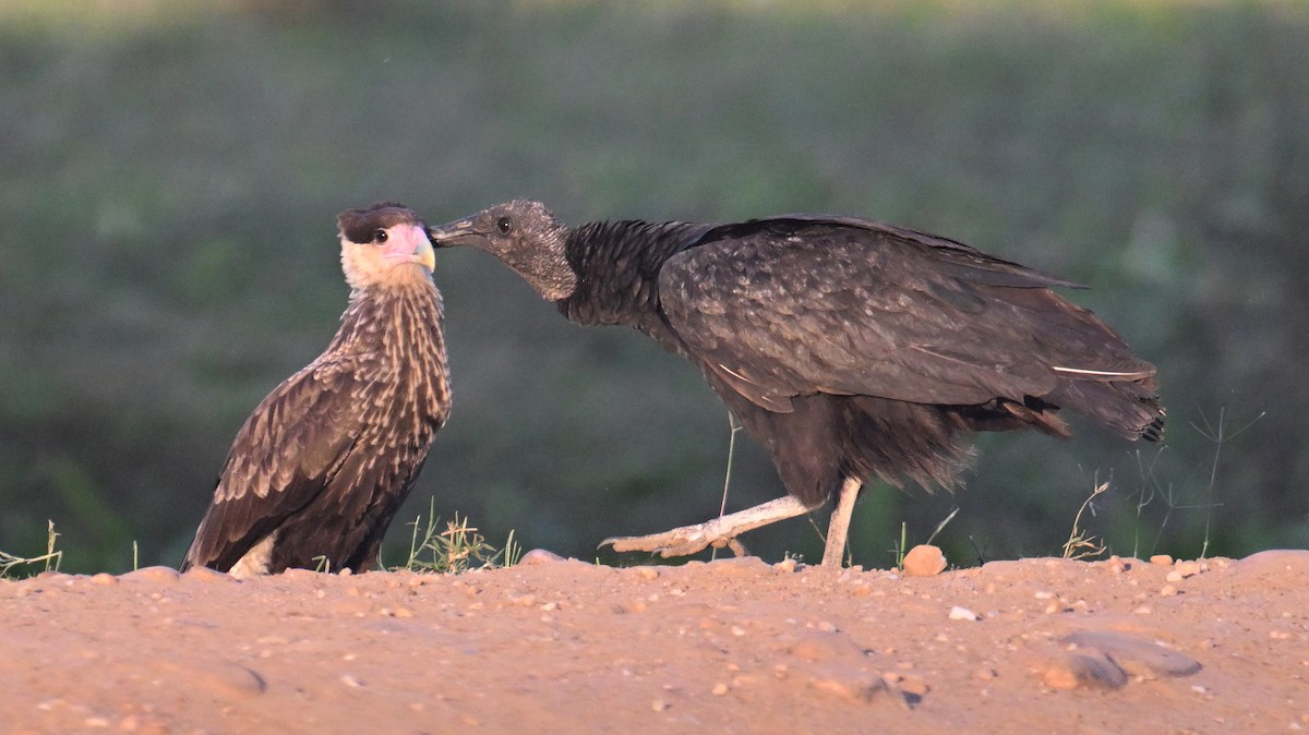 Crested Caracara (Southern) - ML641148761