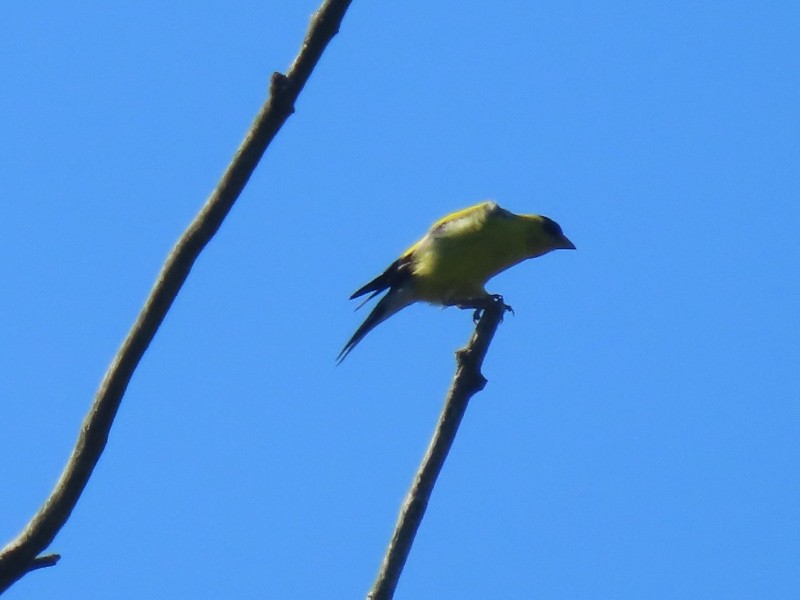 American Goldfinch - ML641148762