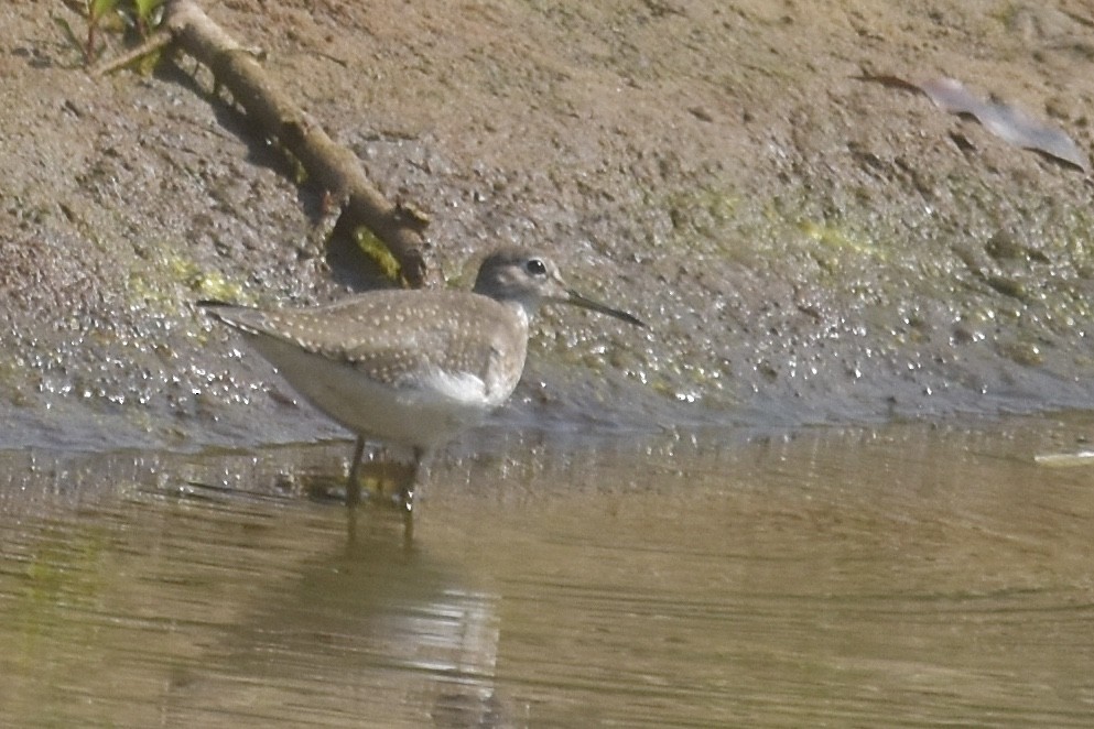Solitary Sandpiper - ML641148763