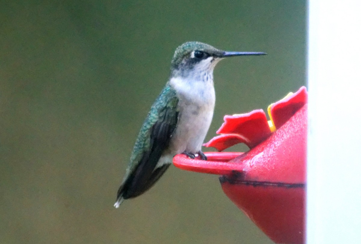 Ruby-throated Hummingbird - ML641148775