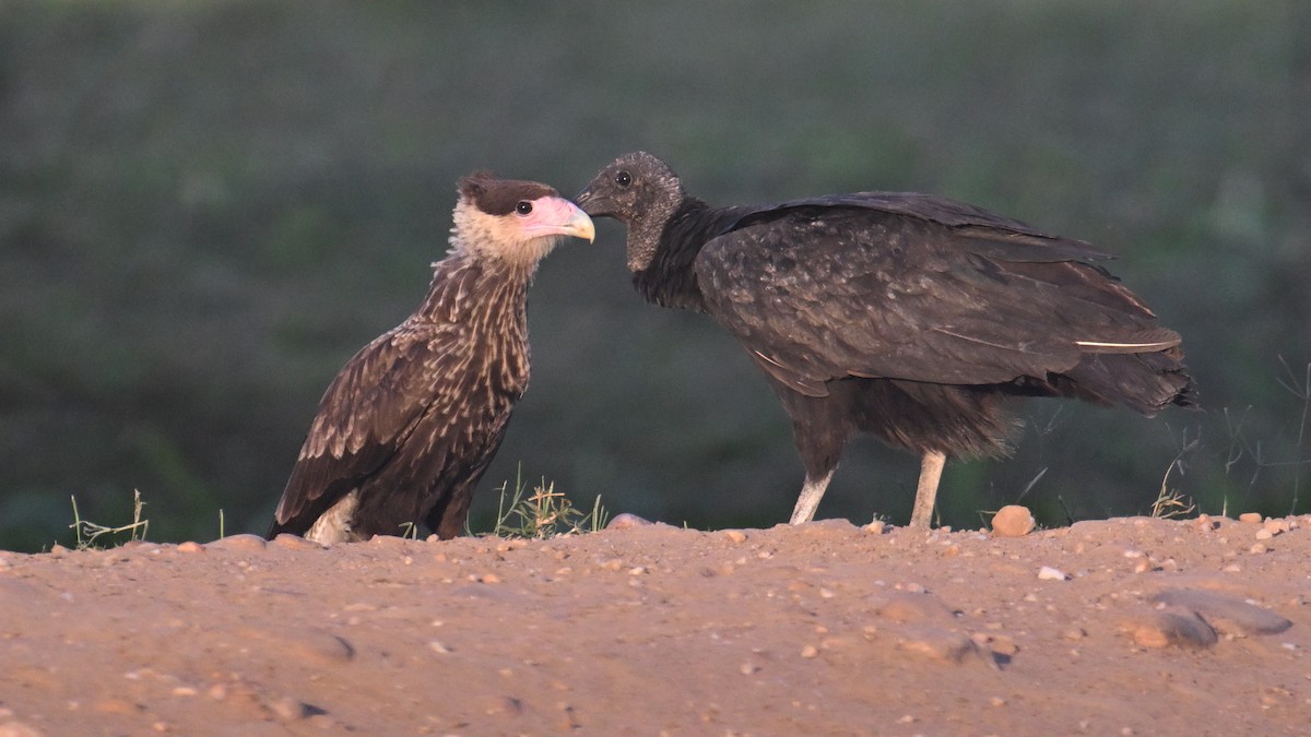 Crested Caracara (Southern) - ML641148776