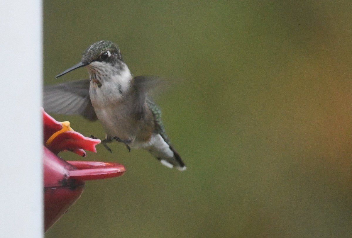 Ruby-throated Hummingbird - ML641148784