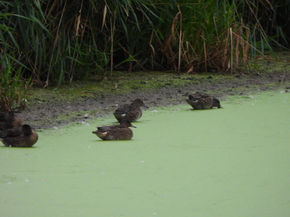 Green-winged Teal - ML641148802
