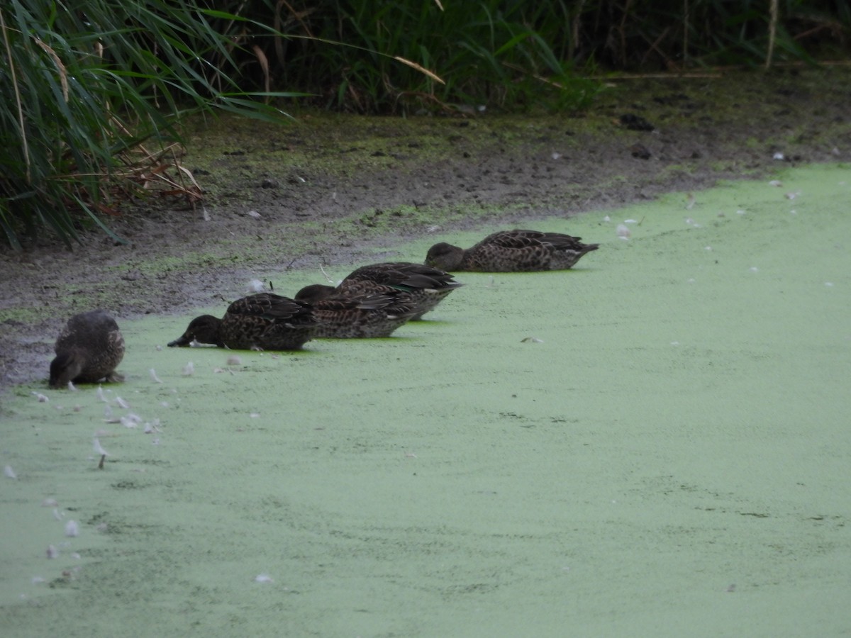 Green-winged Teal - ML641148803