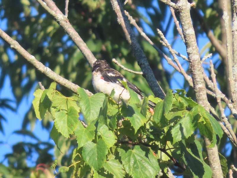 Rose-breasted Grosbeak - ML641148807