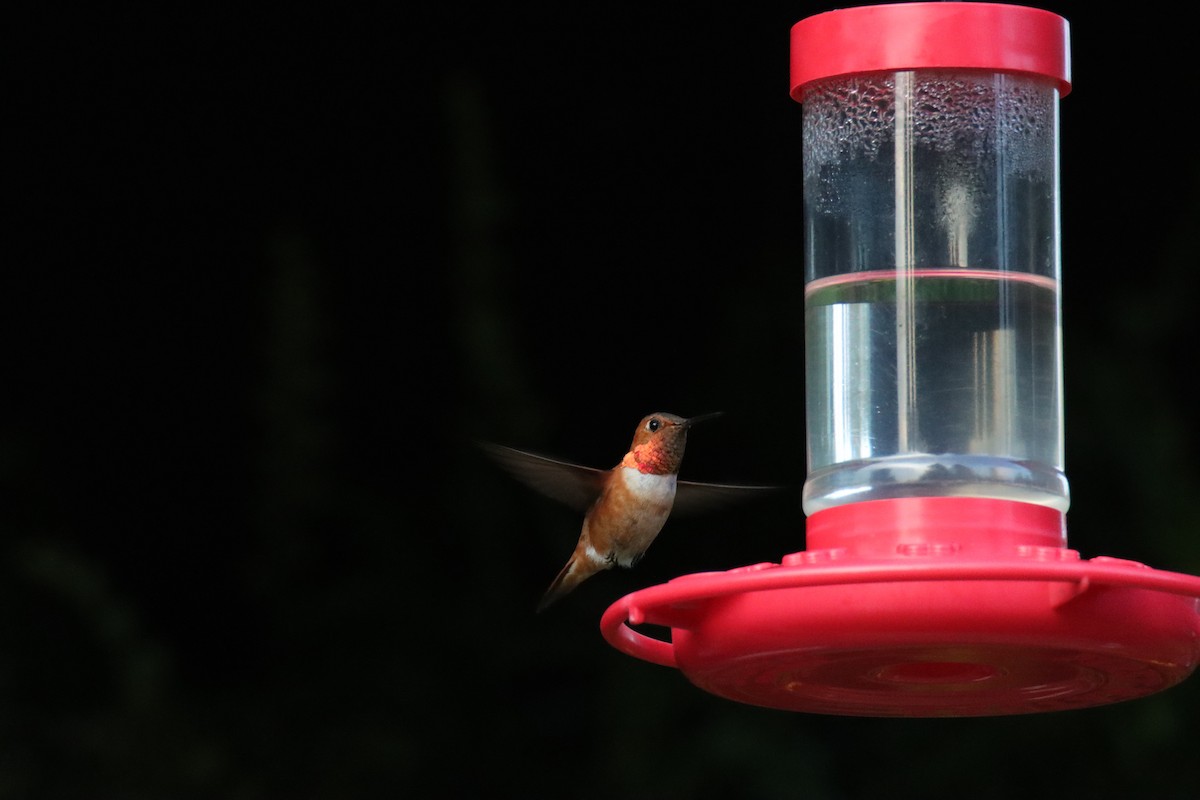 Rufous Hummingbird - ML641148813
