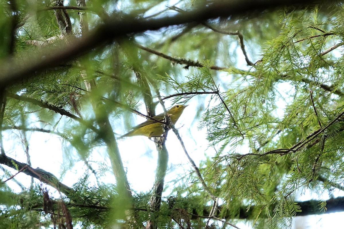 Paruline jaune - ML641148818