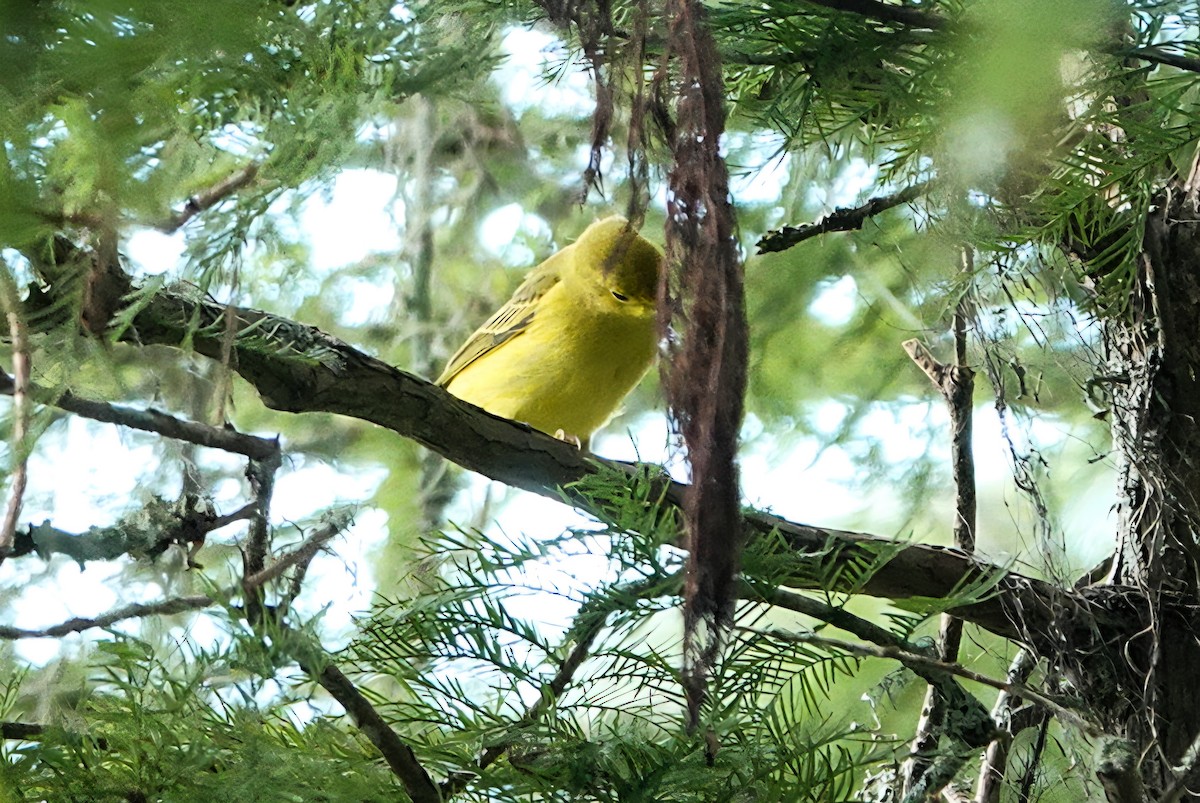 Paruline jaune - ML641148821