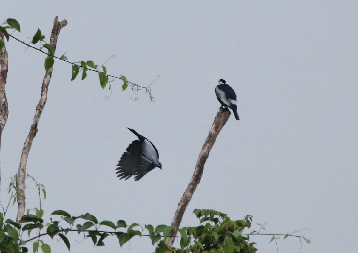 Cotinga à col nu - ML641148833