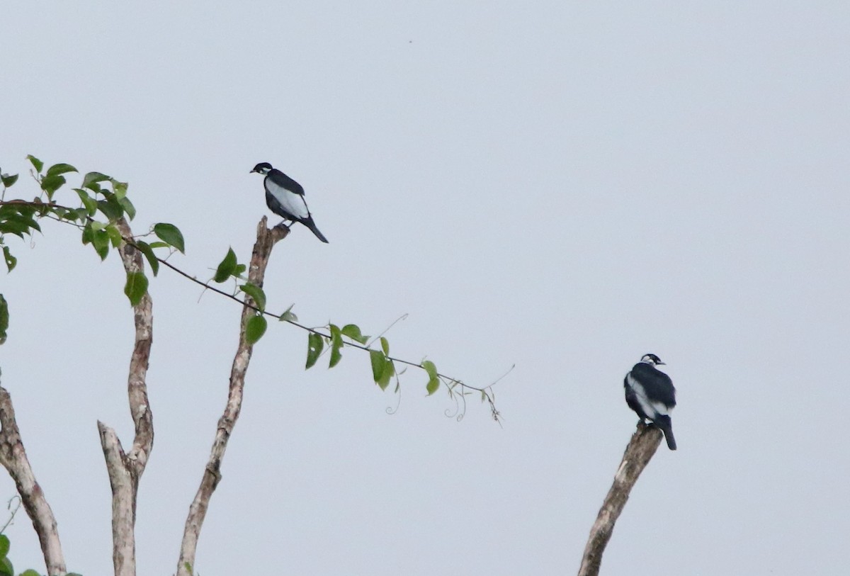 Cotinga à col nu - ML641148834
