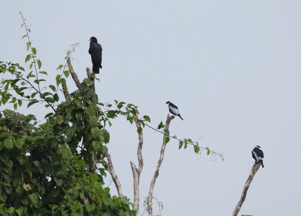Cotinga à col nu - ML641148835