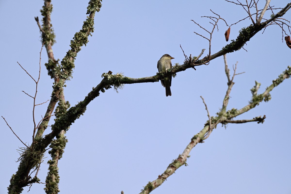 tyranovec východní - ML641148837