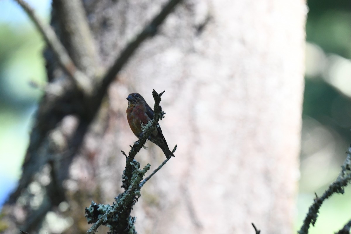 Гацуурын солбин хошуут - ML641148845